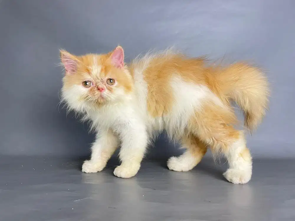 Persia Jantan Long Hair