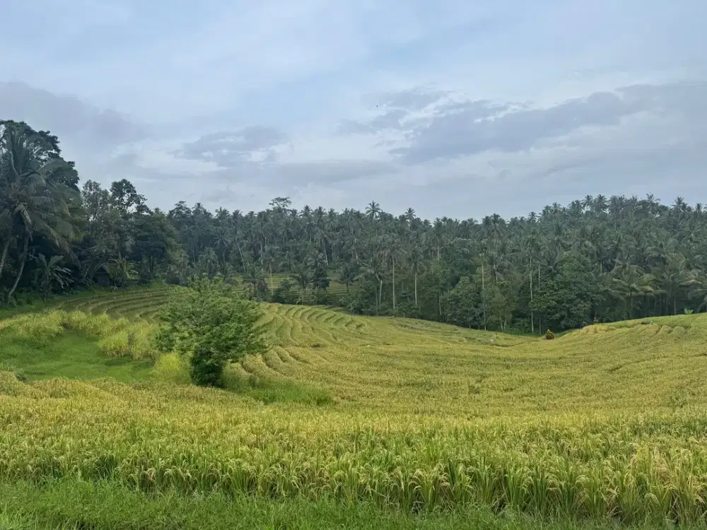 Tanah view sawah dan gunung