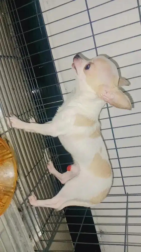 cihuahua mini jantan