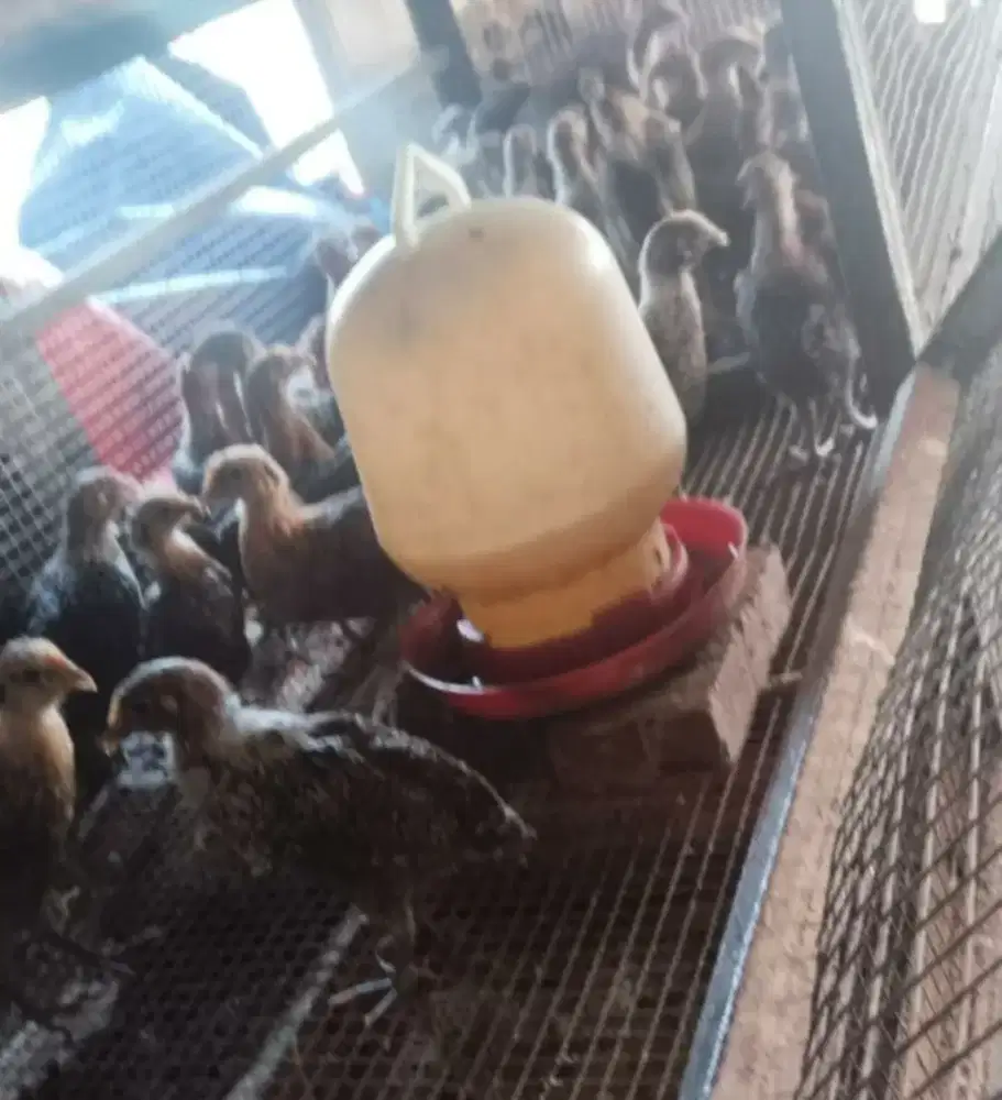 Ayam arab betina usia 2 bulan