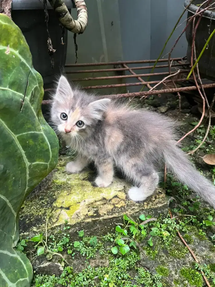 Lepas adopsi kitten betina