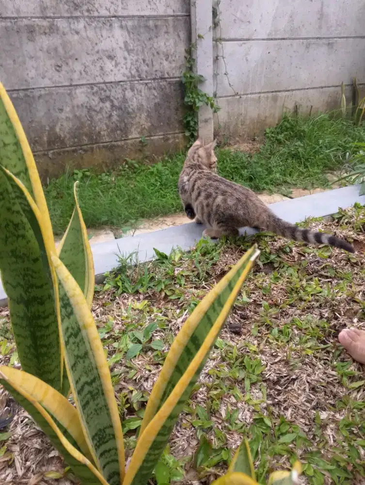 Kuoecing bngl cantik