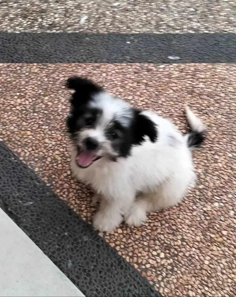 Anak anjing mix poodle zithzu