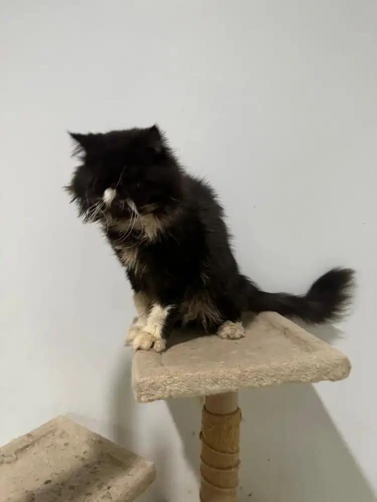 Peaknose persia jantan