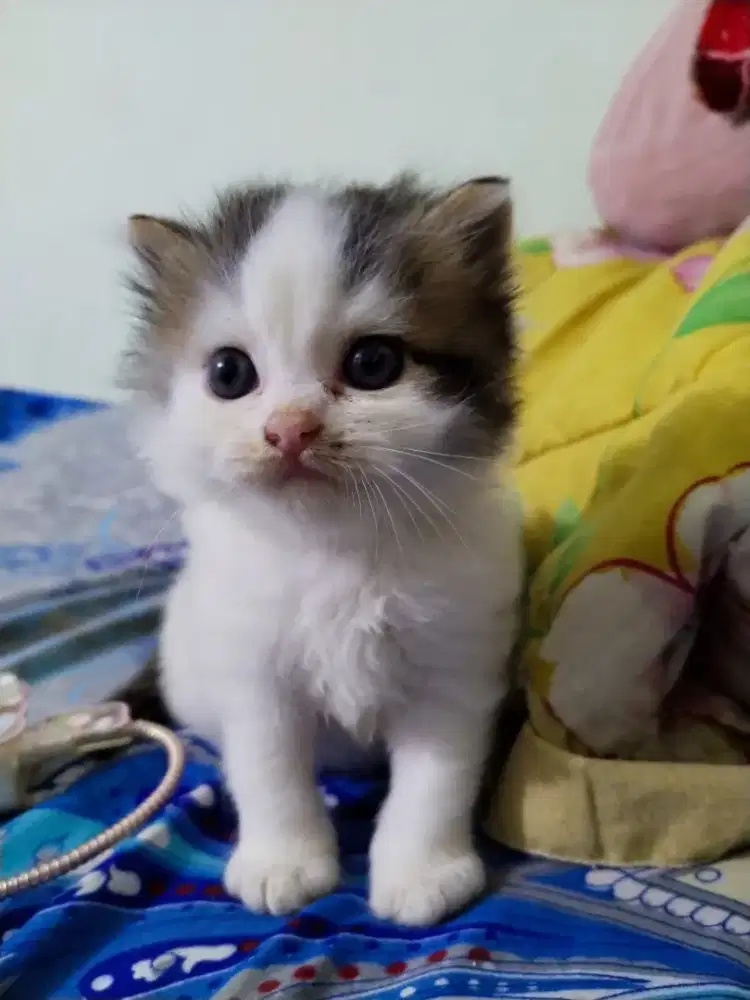 anakan kucing kitten anggora