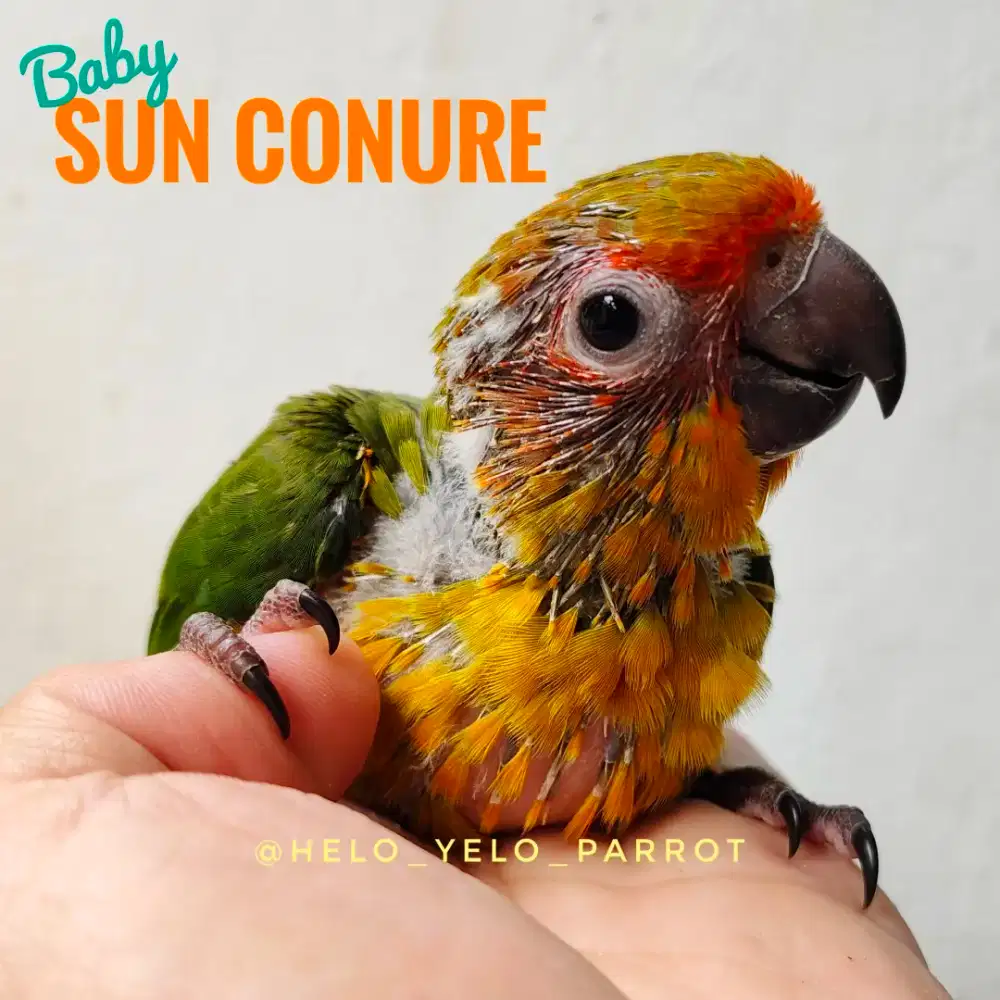 Baby Sun Conure / Sunconure