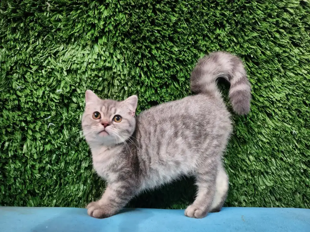 BSH Jantan 5 Bulan Free Kandang