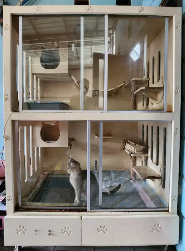 BSH Jantan 5 Bulan Free Kandang