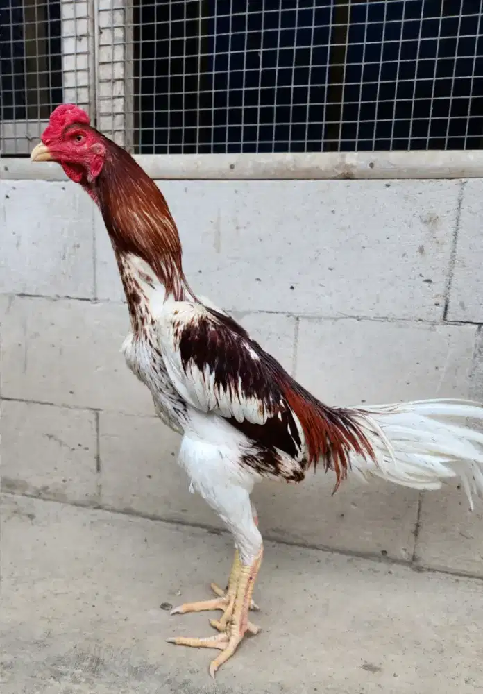 Ayam bangkok shamo bk selatan superr mewah