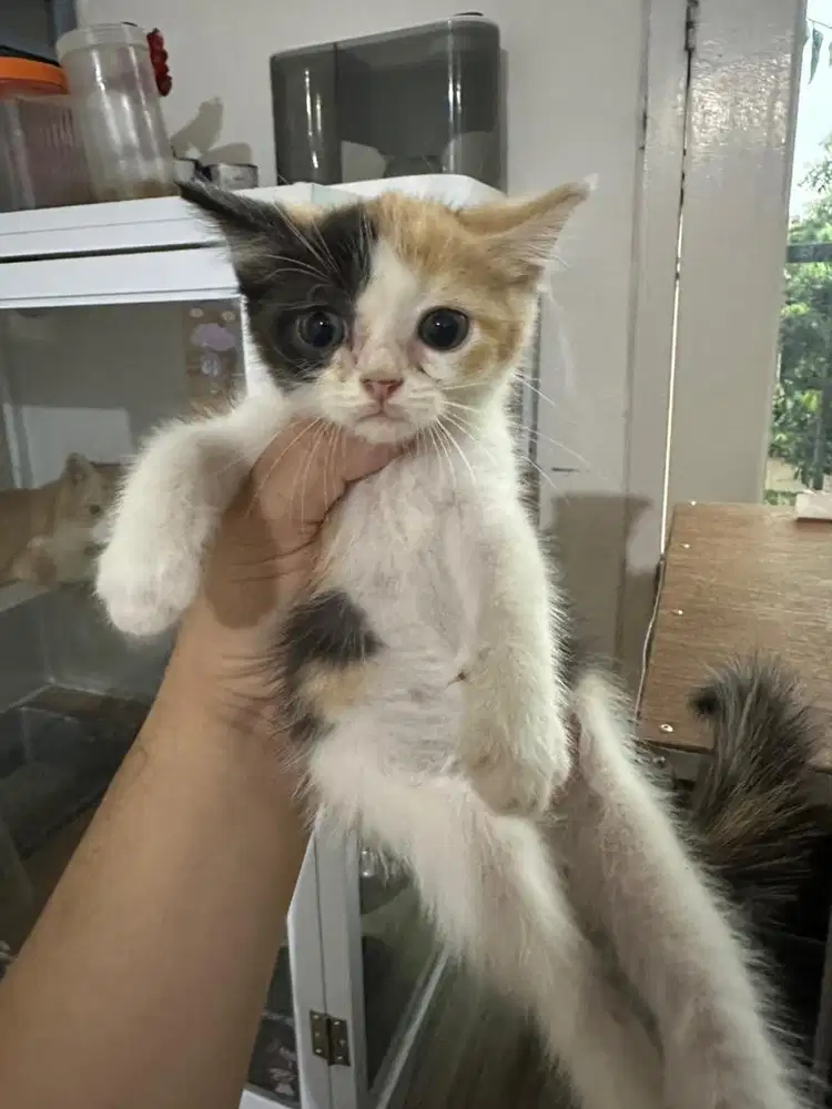 Free Adopt Kitten Kucing Persia Mixdom usia 2 bulan