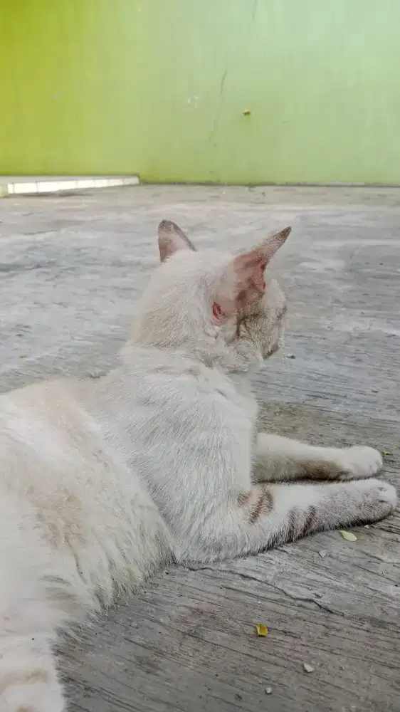 Cari loker baby sitter