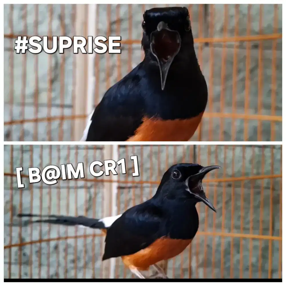 Murai batu Gacorr [ VOLUME & MATERI ISTIMEWA ] ekor panjang BIG