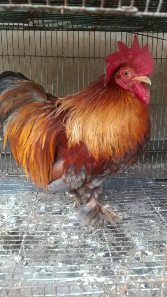 Jual Ayam jago Bantham Cochin asli murah