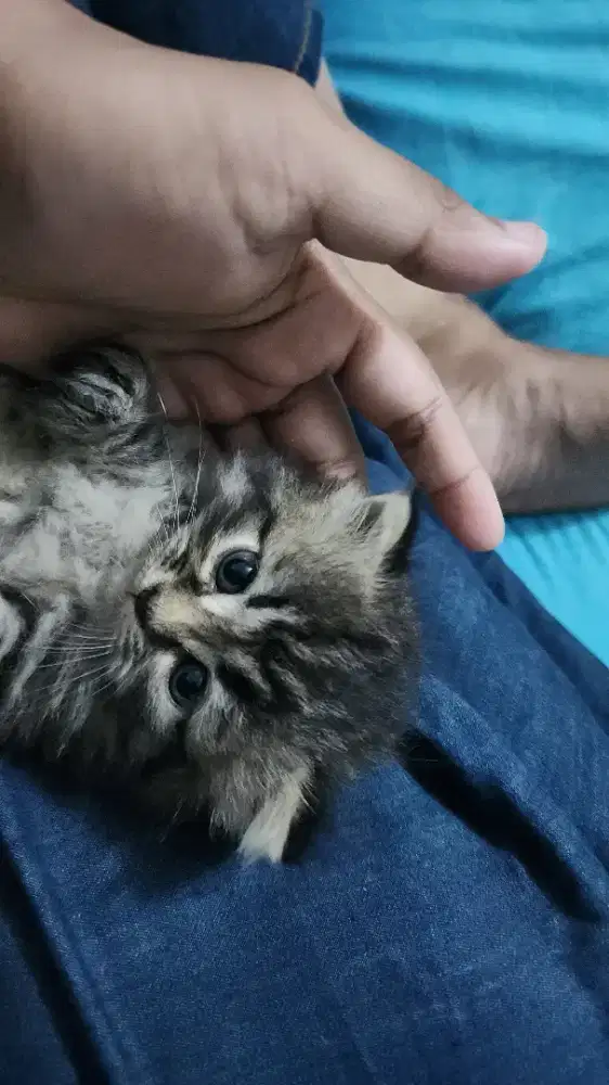 anakan kucing persia