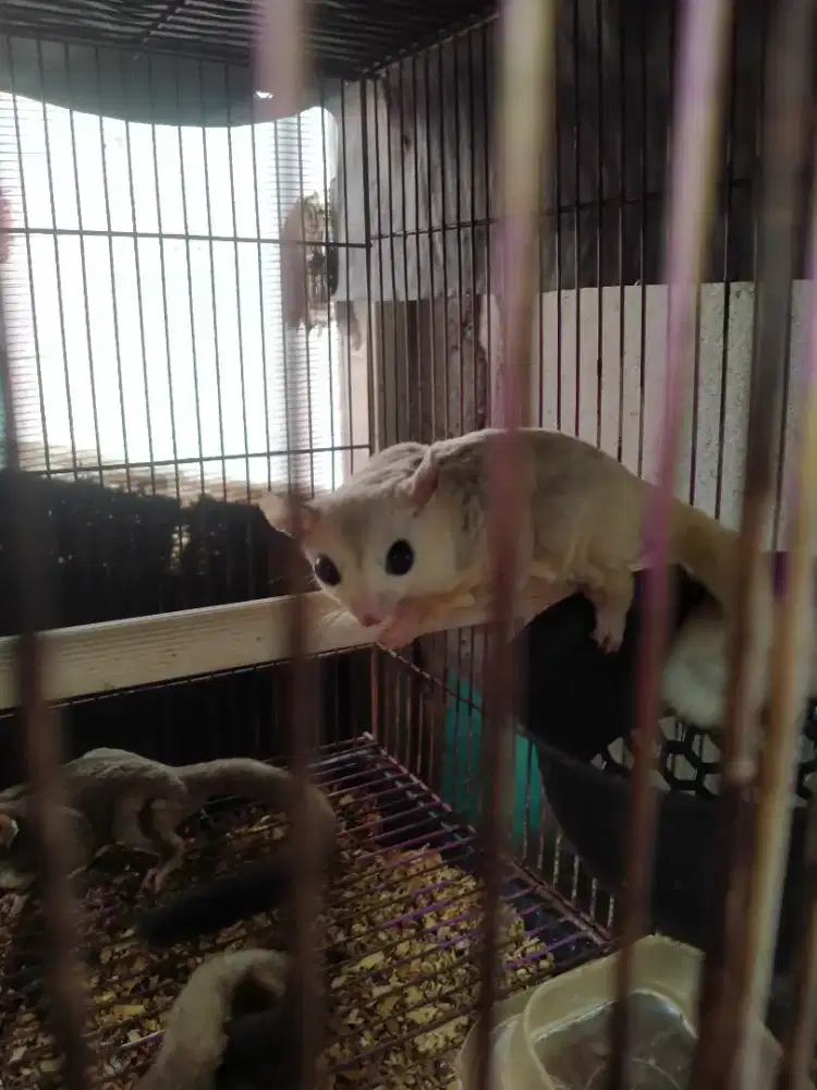 Sugar glider sepaket