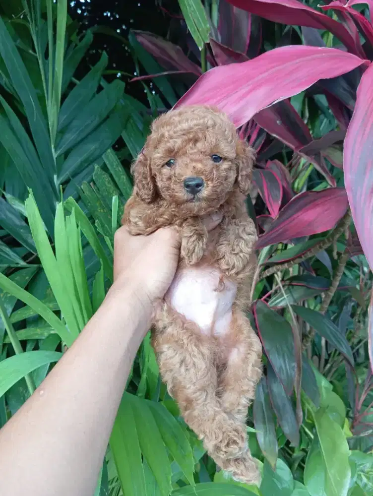 Puppies Poodle jantan