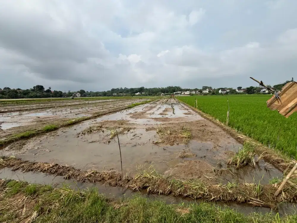 Dijual sawah produktif wonolopo mijen