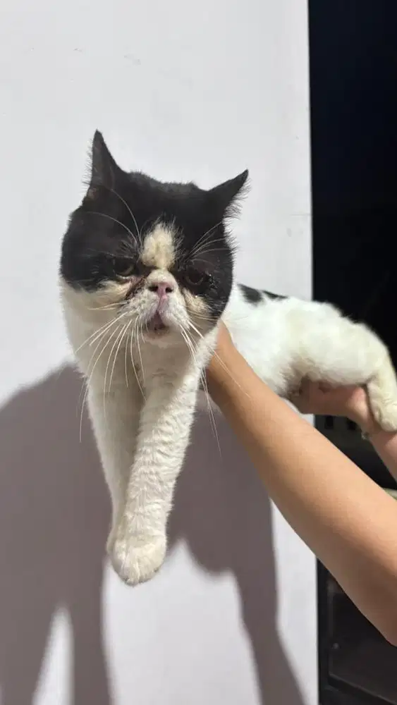 Kucing & Kitten peaknose, persia dan himalaya