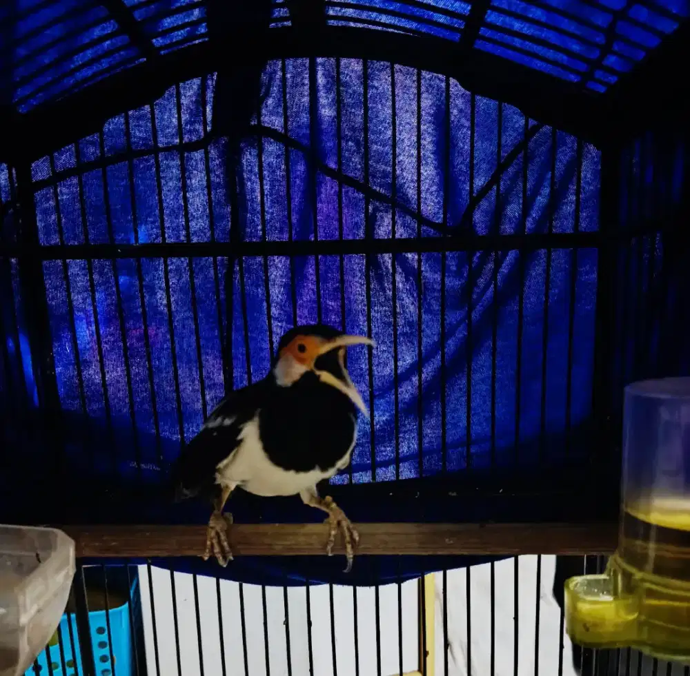 Burung JALAK SUREN Penambah Harian Rajin