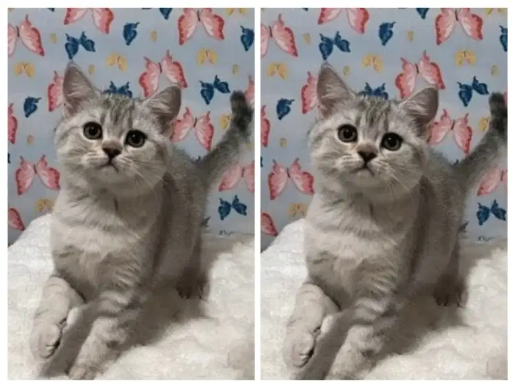 Kucing kitten British shorthair Silver tabby Female