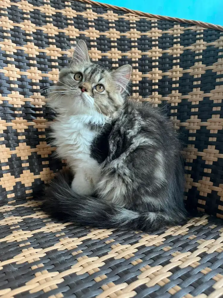 Kucing kitten persia jantan marble