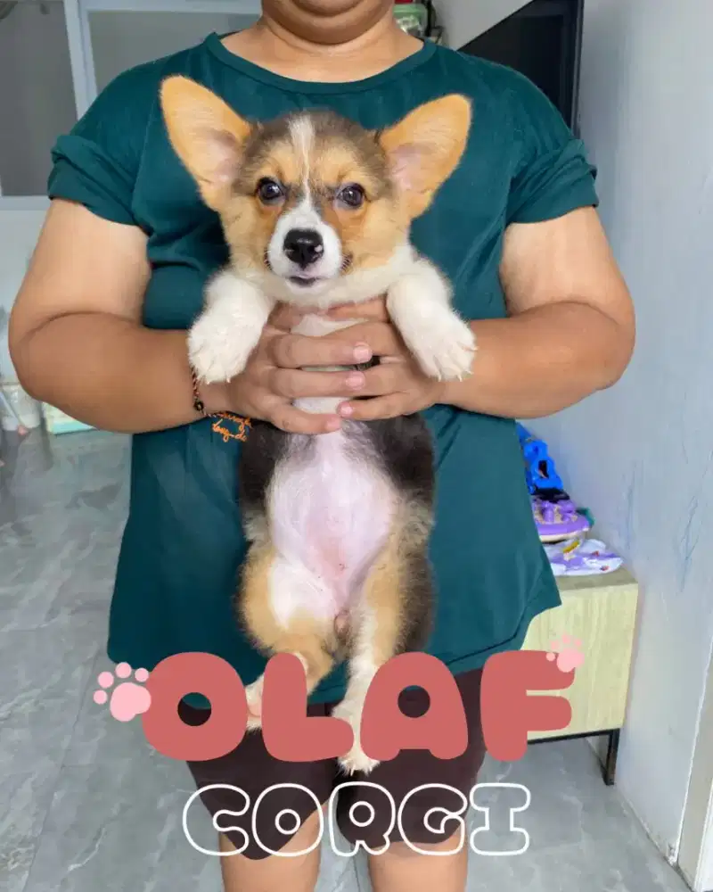 Corgi betina cakep