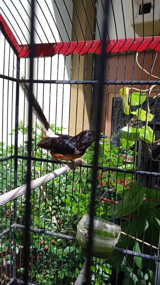 Burung 1 Muray + 1 Karcer pas 1,5 jt