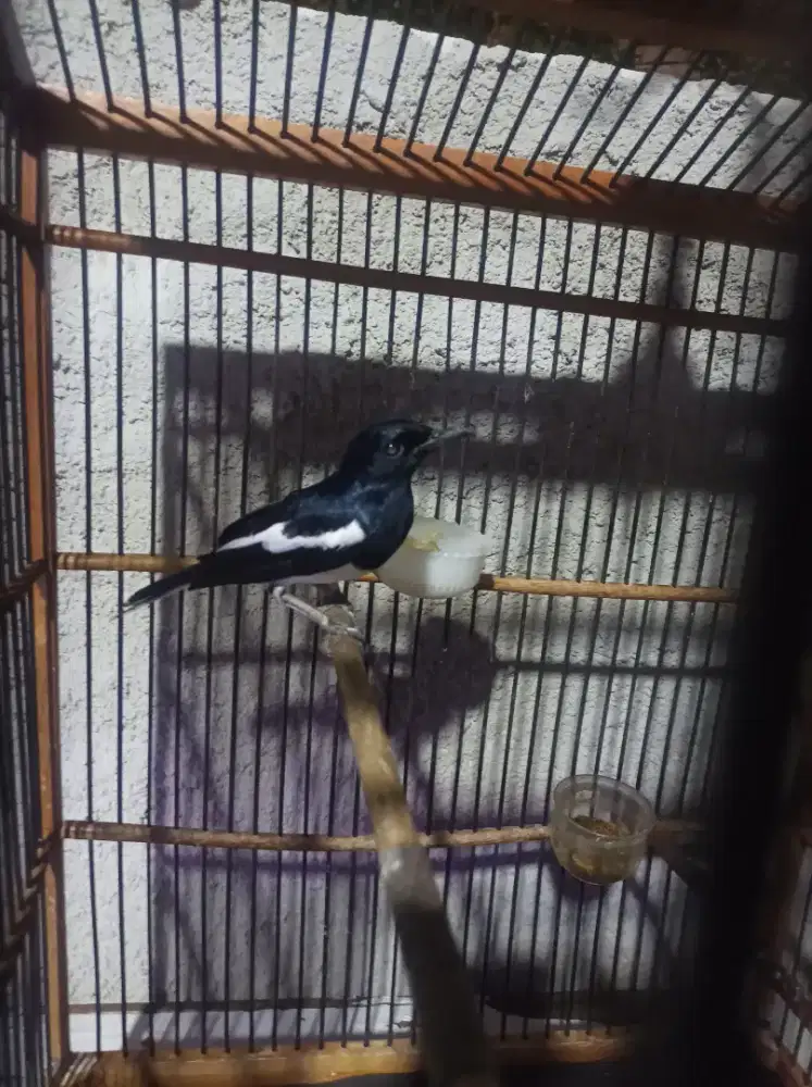 Burung kacer mata nitik mapan kaki deker