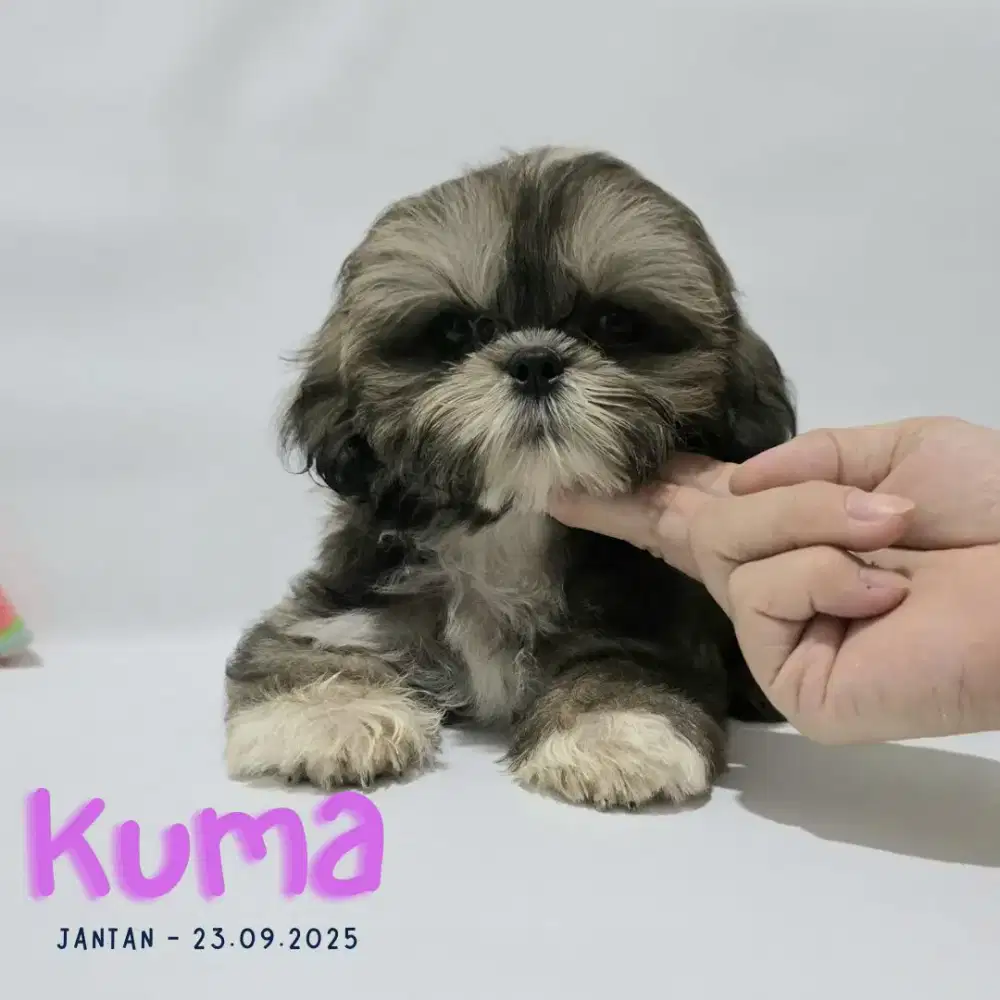 Jual shihtzu warna antik