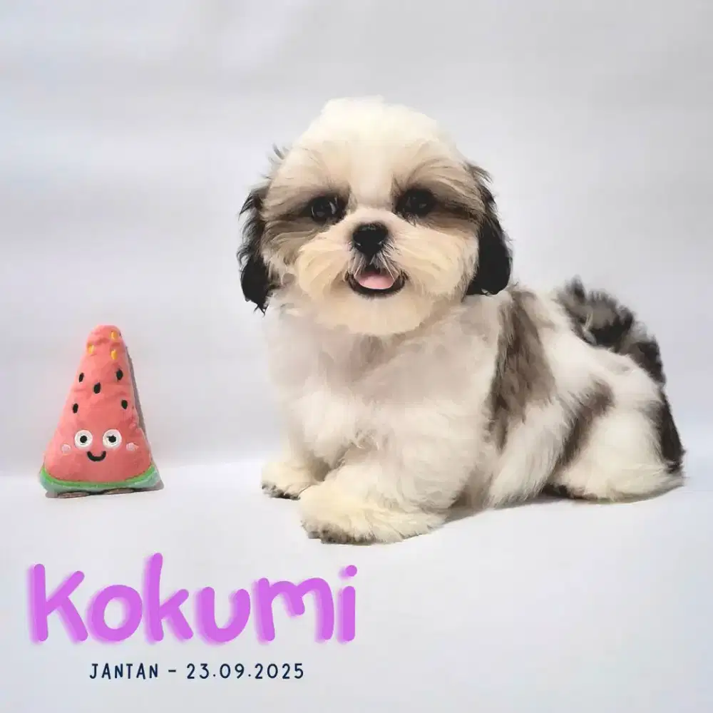 Jual shihtzu jantan cakep