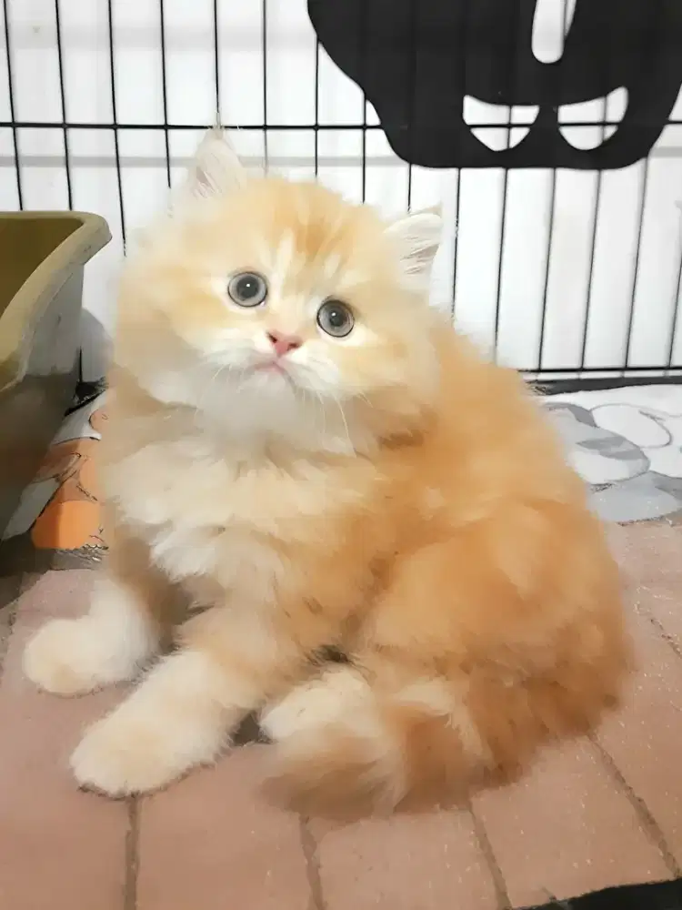 Persia flatnose betina