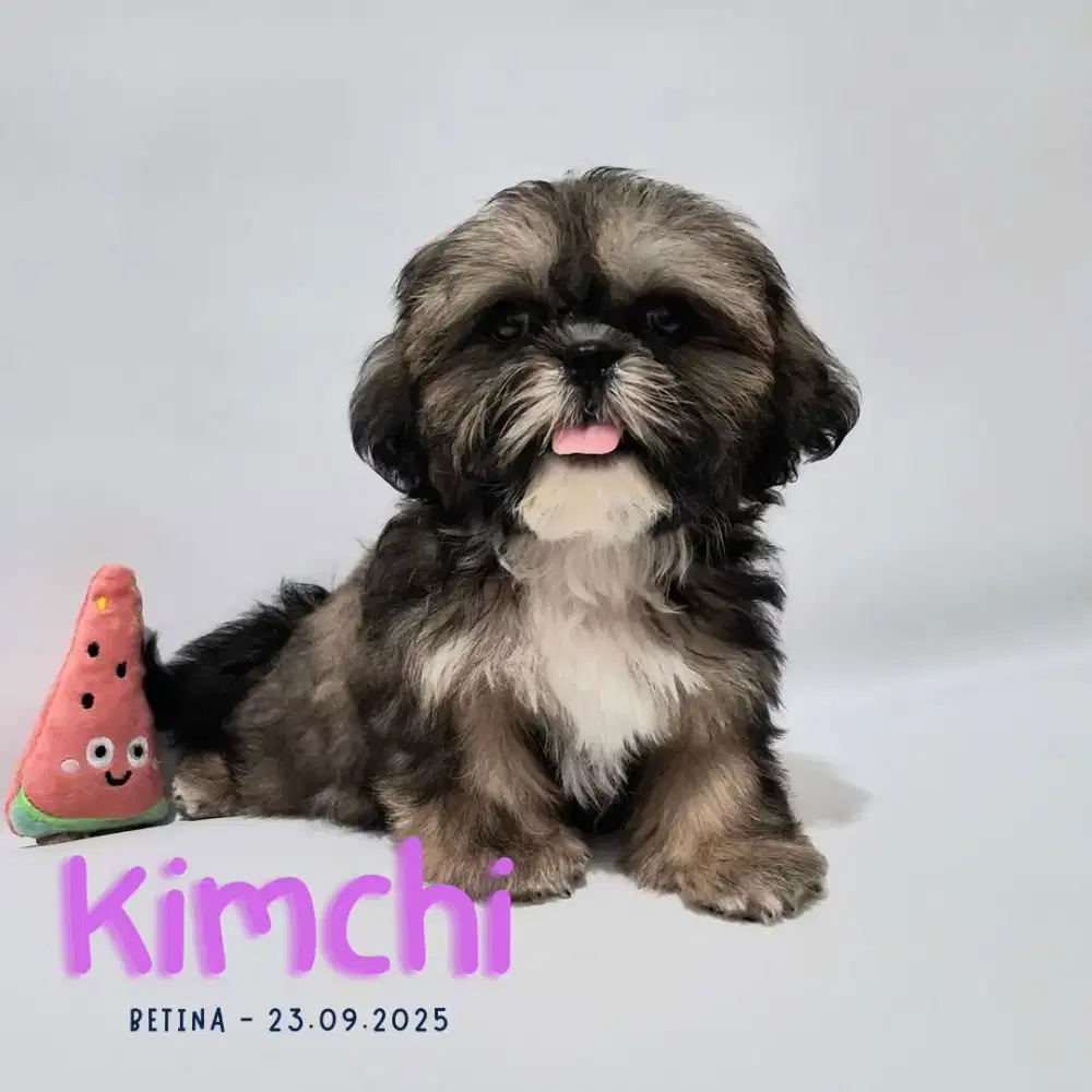 Jual shihtzu betina antik