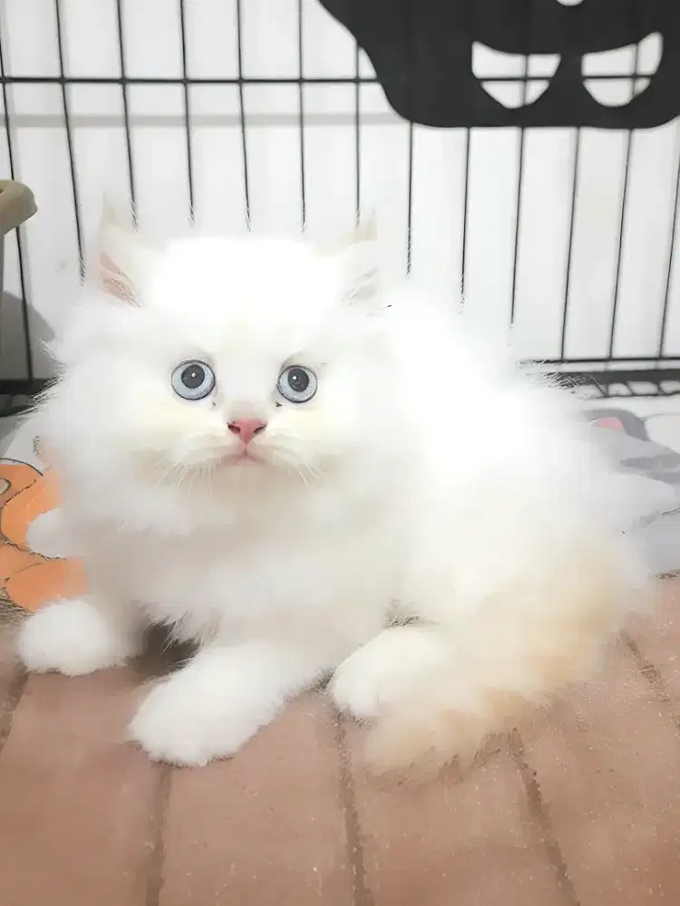 Persia flatnose betina