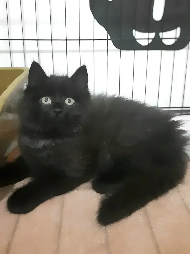 Kucing Persia betina