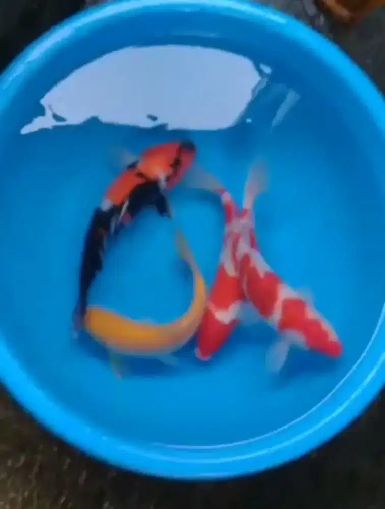 Ikan koi size 25 sampai 28cm