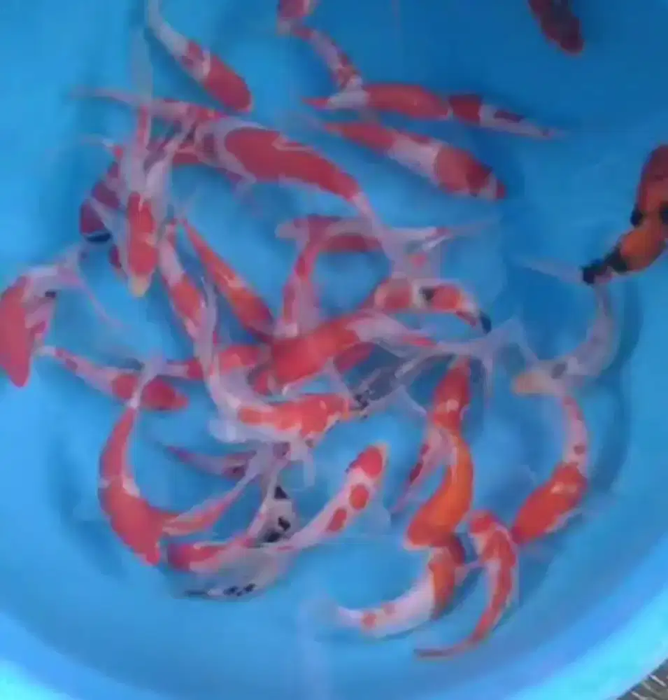 Ikan koi size 13 sampai 15cm