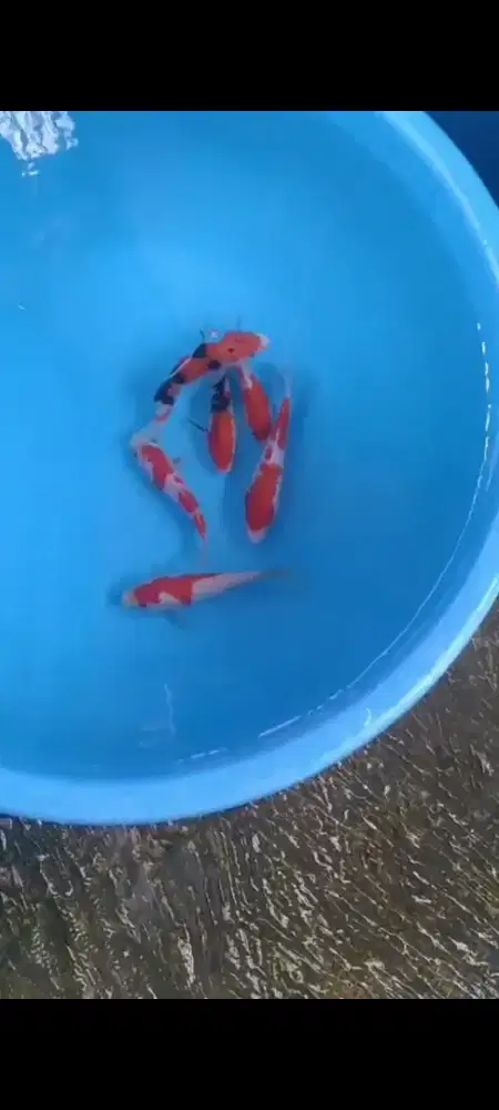 Ikan koi size 13 sampai 15cm