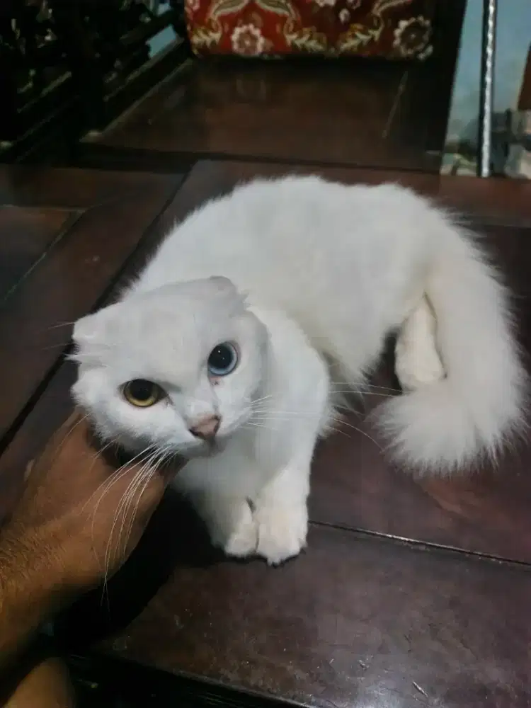 Open Adopt Kucing Betina White Solid, Odd Eye