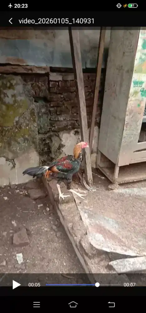 Ayam Birma Jago Lancaran