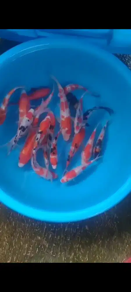 Ikan koi size 15 sampai 20cm