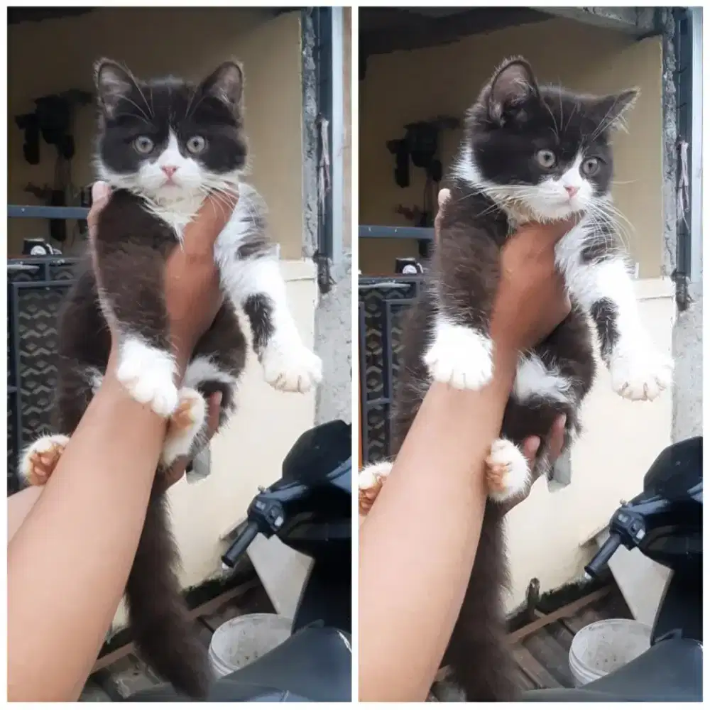 Open adopt kucing BSH X EXO