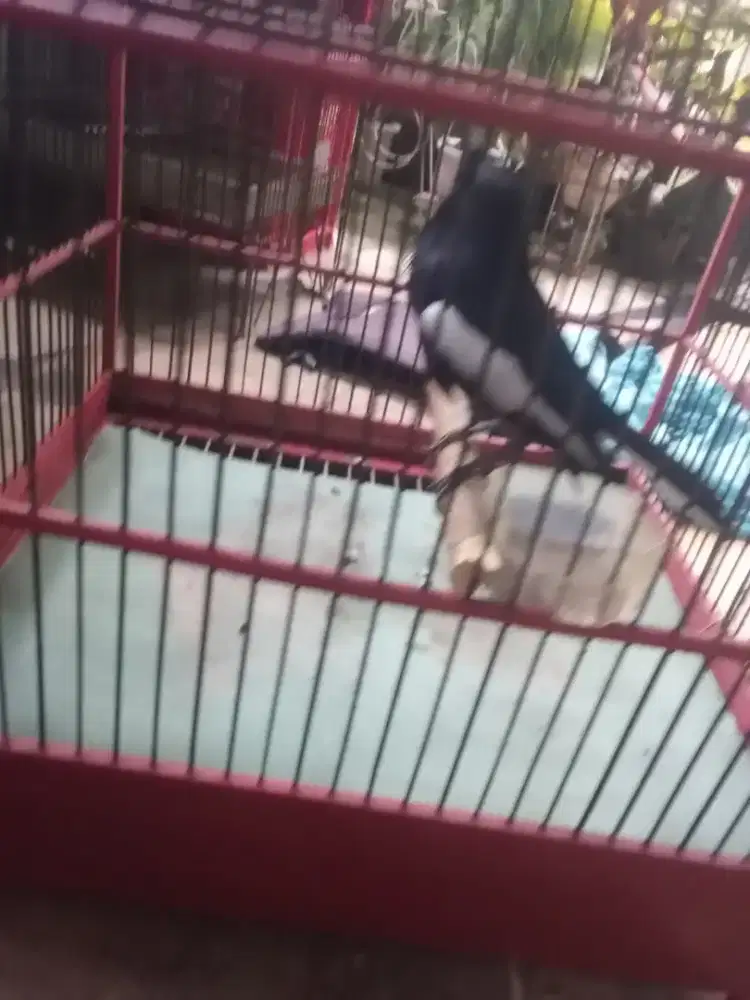 Siapa cepat dapat Kacer gacor x lapang