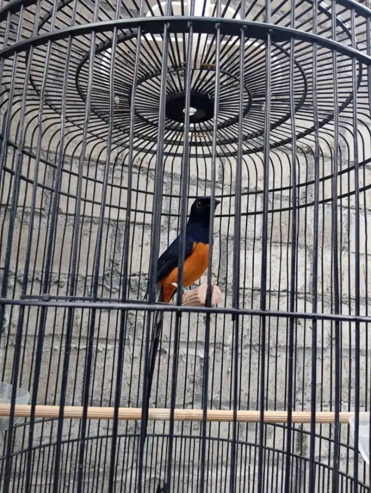 Burung Murai batu f4