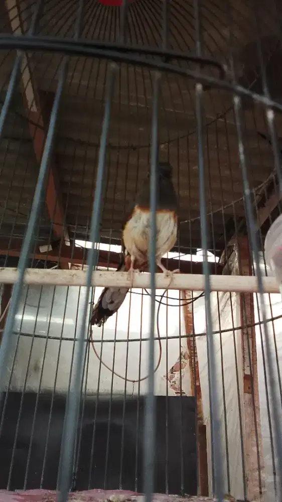 Jual betina supak janda 2kali akankan betina b