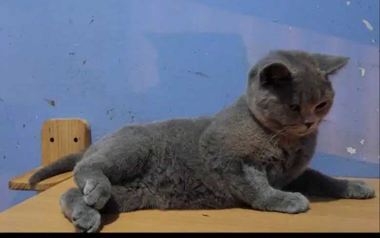 Kucing BSH British shorthair jantan nonped pureblood