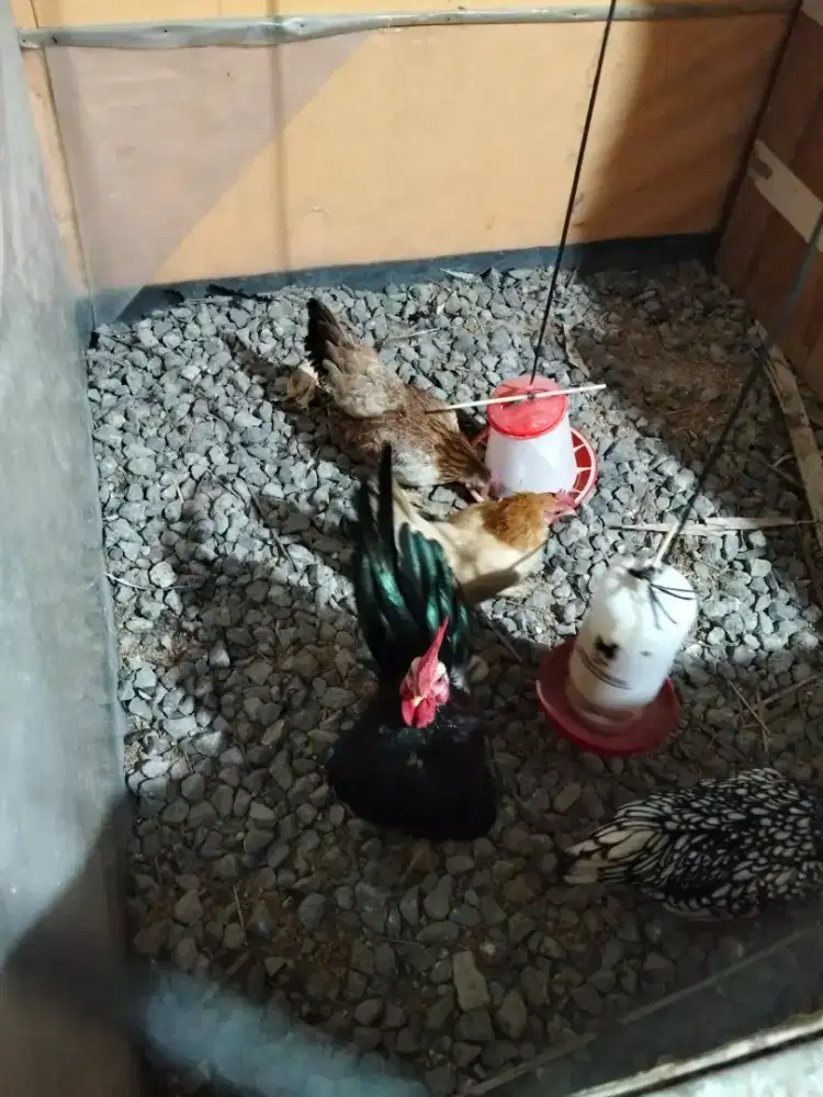 Anakan Ayam Serama/Kate