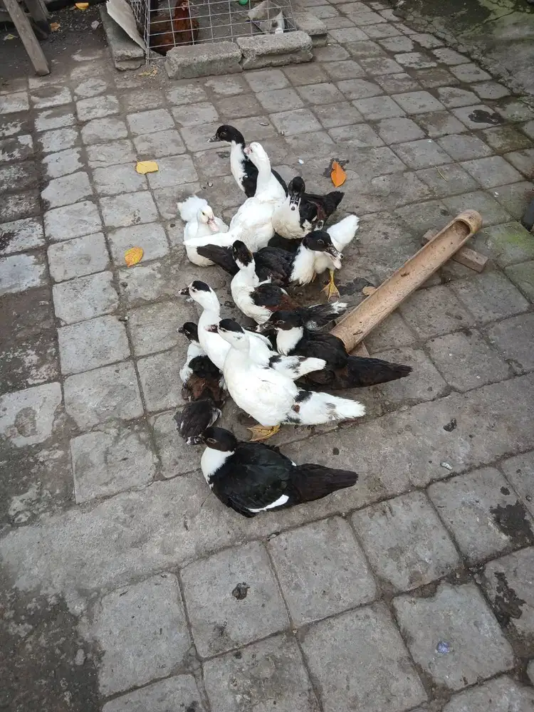 Jual entok dewasa dan anakan