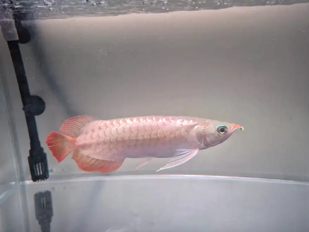 Ikan arwana super red