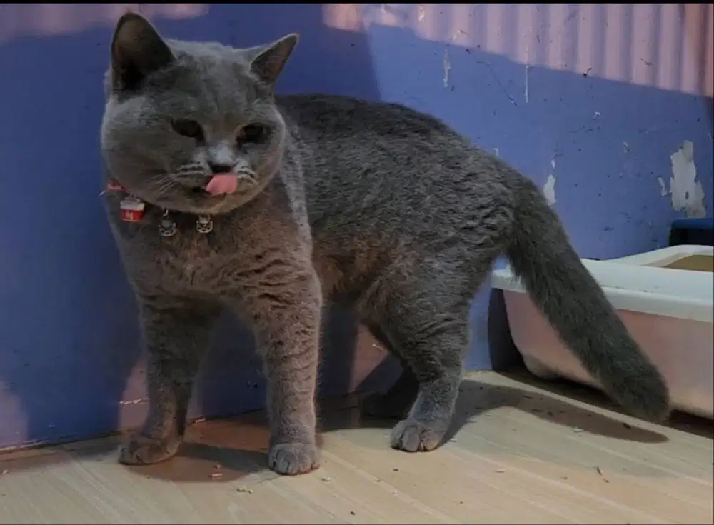 Kucing Bsh British shorthair Betina Pure blood