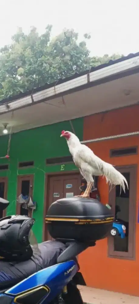 Ayam Bangkok Putih